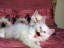 cuccioli Dharma, gatto Sacro di Birmania